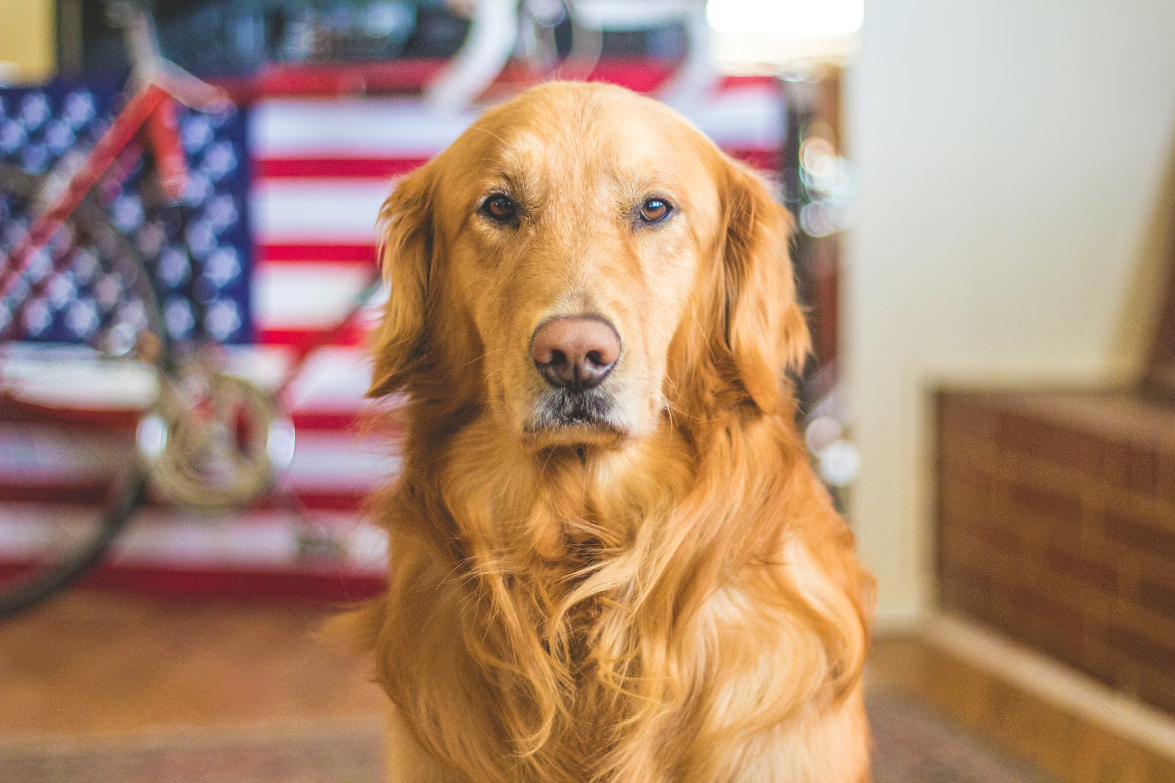Service Animals & the Law